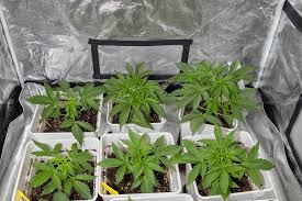 Exploring the Best Marijuana Seeds in New Hampshire Exploring the Best Marijuana Seeds in New Hampshire